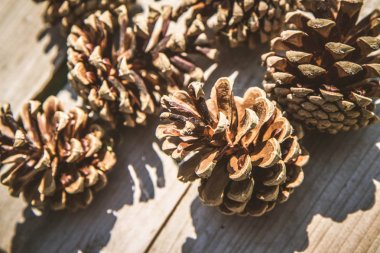 Bazı çam kozalakları