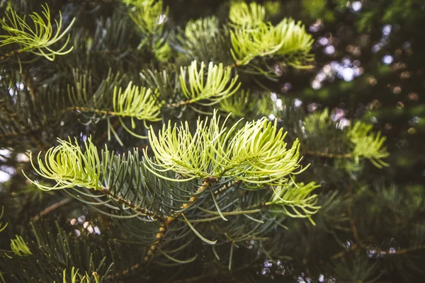Pine Tree Close Branch Fresh Needles — Stock Photo, Image