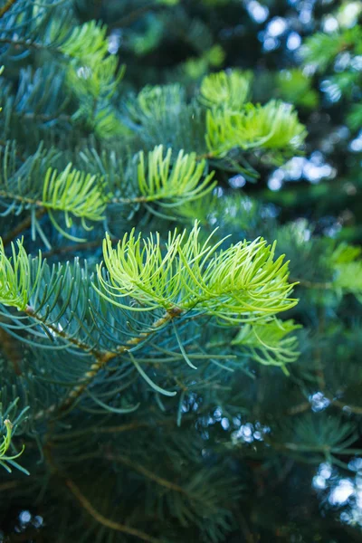 Tall Träd Nära Upp Filial Med Färska Nålar — Stockfoto