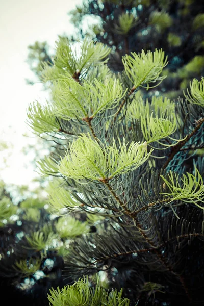 신선한 분기의 소나무 — 스톡 사진