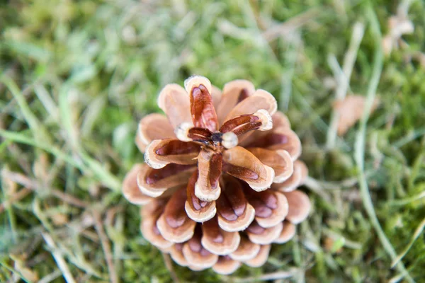 Pine Cone Ground — Stock Photo, Image