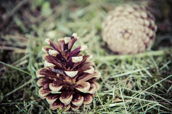 Cone Pinheiro Chão — Fotografia de Stock