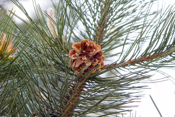 Bir Dalda Çam Kozalağı — Stok fotoğraf