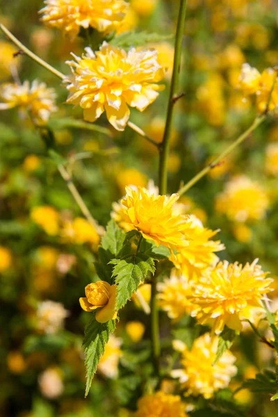 La Kerria japonica — Foto de Stock