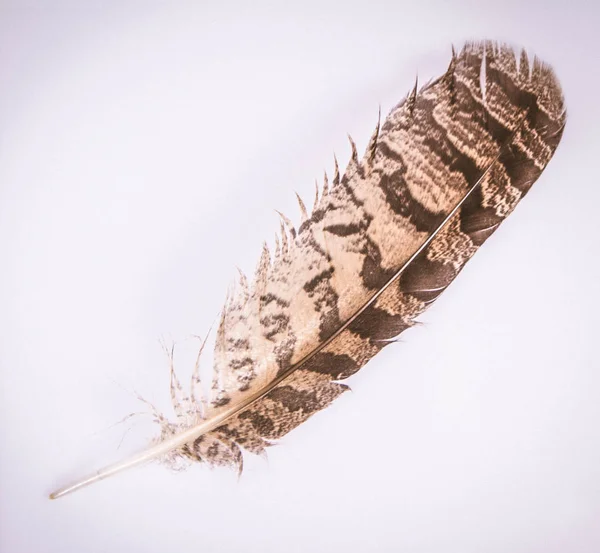 Eine Feder Eines Falken Auf Weißem Hintergrund — Stockfoto