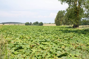bir alandaki kabaklar