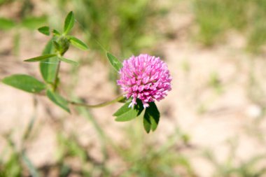 yonca çiçek açan çiçek