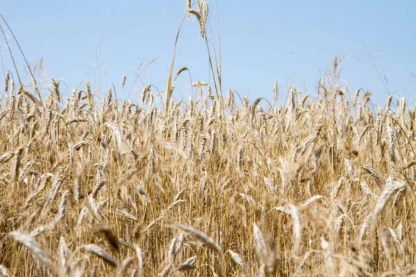 Campo di segale — Foto Stock