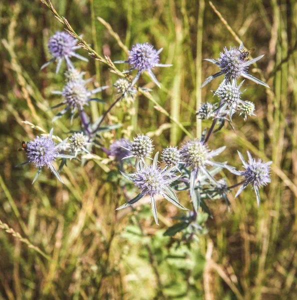 La pianta di Eryngium — Foto Stock