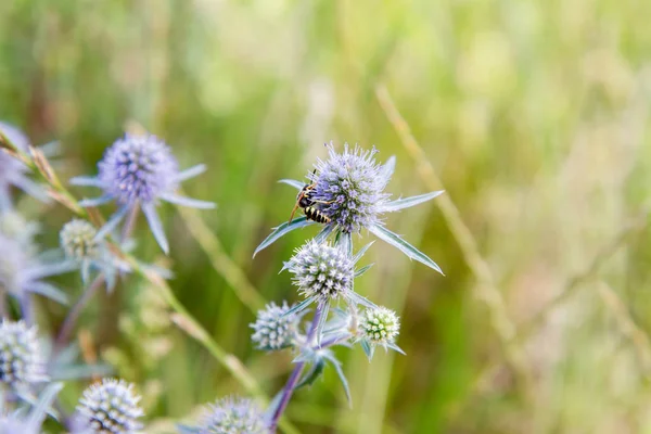 La pianta di Eryngium — Foto Stock