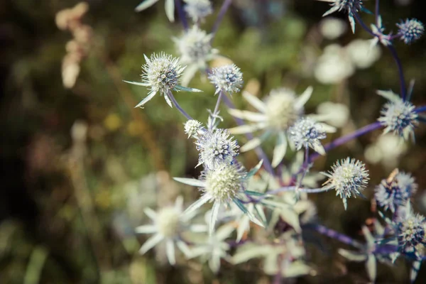 Eryngium anläggningen — Stockfoto