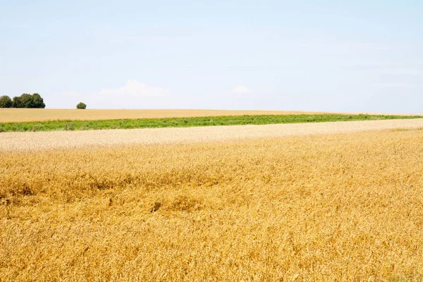 Field of oat — Stock Photo, Image