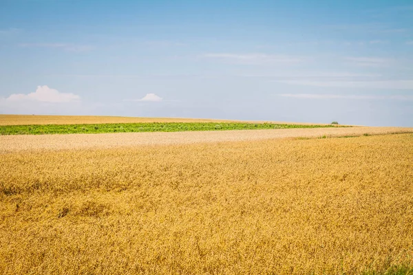 Field Oat — Stock Photo, Image