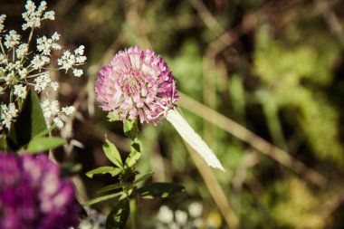Ortak kükürt kelebek