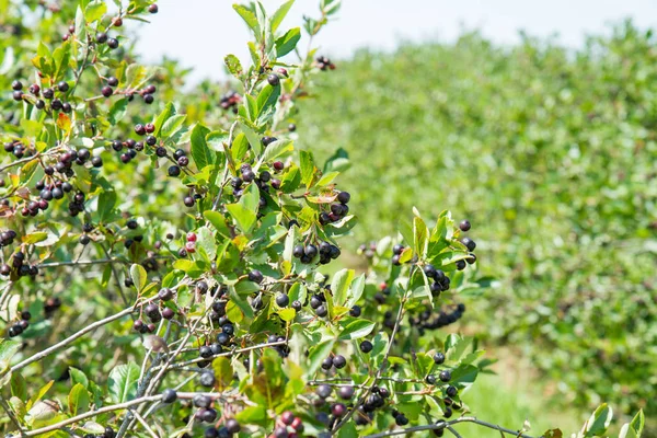 Um campo de aronia — Fotografia de Stock