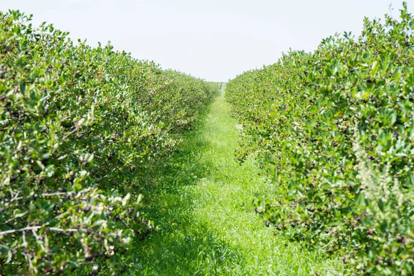 Um campo de aronia — Fotografia de Stock