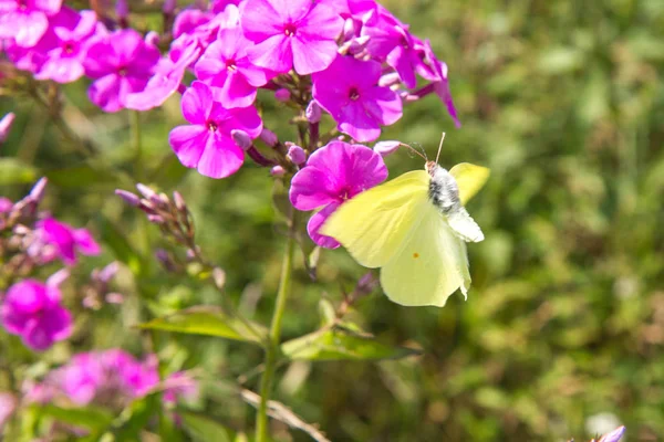 A borboleta de enxofre comum — Fotografia de Stock