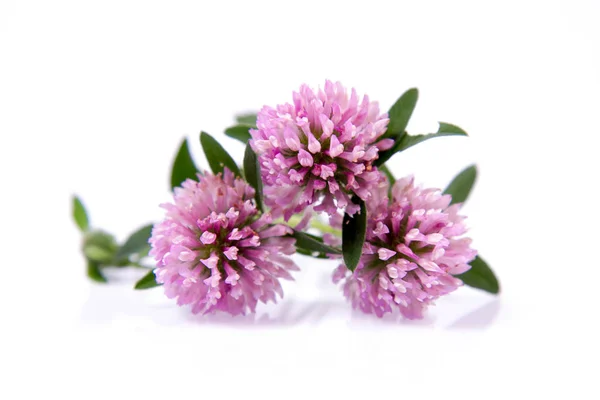 Pink clover flowers — Stock Photo, Image