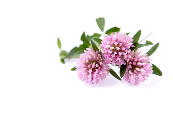 Pink clover flowers — Stock Photo, Image