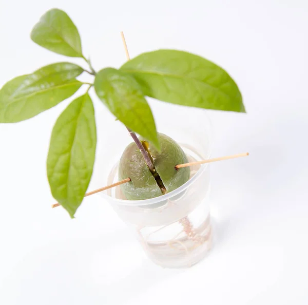 Een avocado plant — Stockfoto