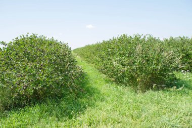 Aronia (boğucu böğürtlen) tarlası