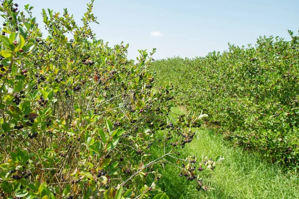 Aronia (boğucu böğürtlen) tarlası