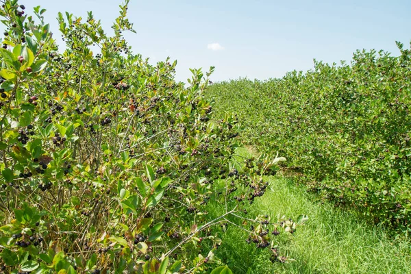 Piantagione di Aronia (chokeberries) — Foto Stock