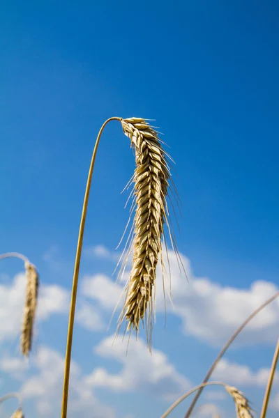 Campo de centeno — Foto de Stock