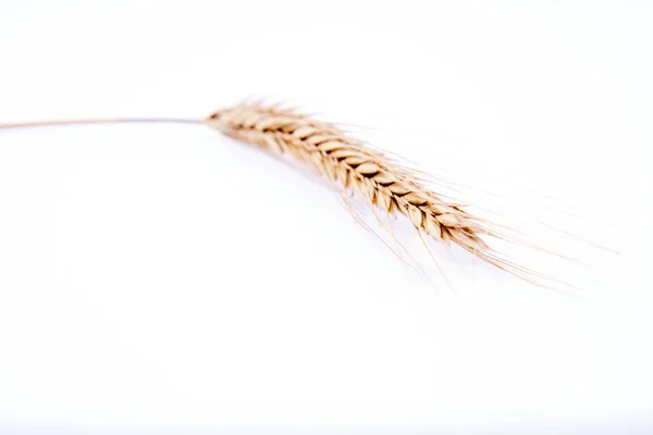 Ear of Rye — Stock Photo, Image