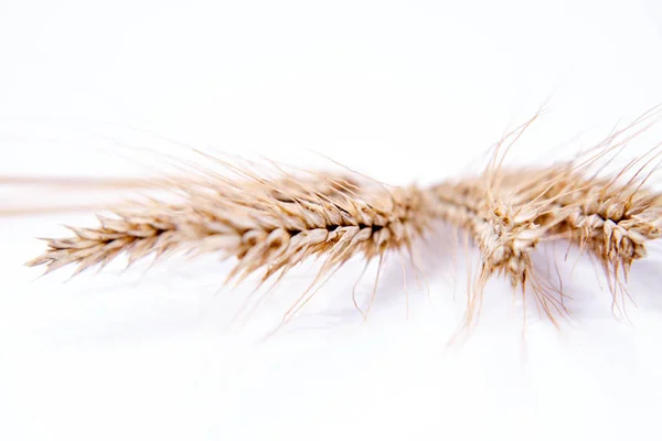 Ears of Rye — Stock Photo, Image