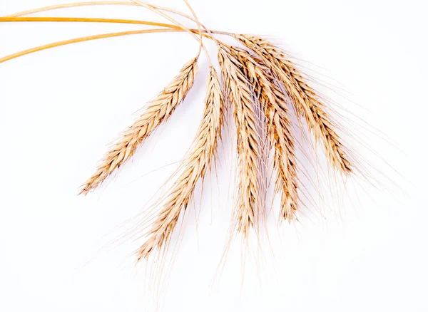 Ears of Rye — Stock Photo, Image