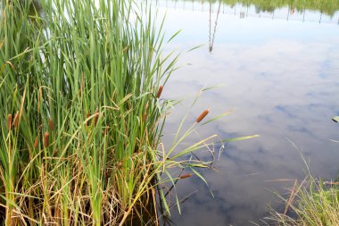 Typha (bulrush veya kuyrugu)