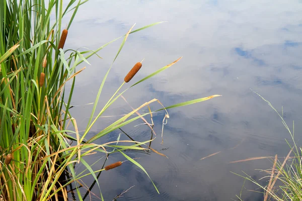 Typha (bulrush ou cattail) ) — Fotografia de Stock