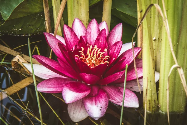 Pembe nilüfer — Stok fotoğraf