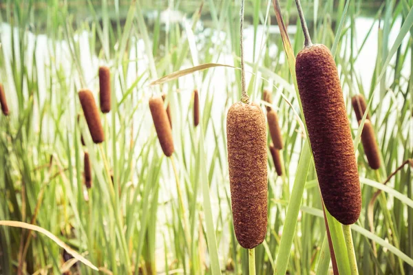 Typha (junco o rabo) ) — Foto de Stock