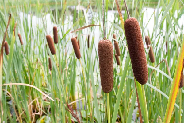 Typha (junco o rabo) ) — Foto de Stock