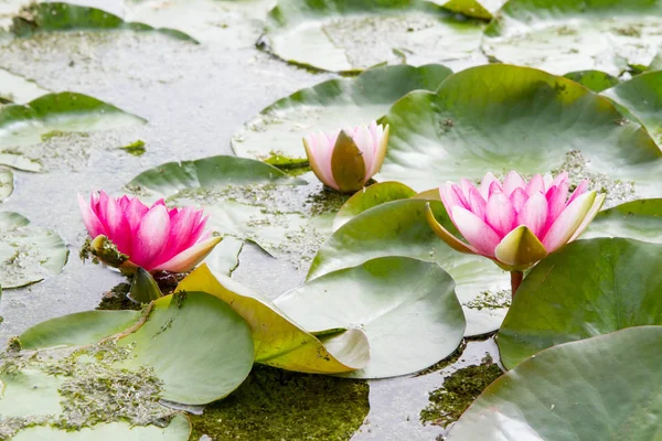 The Pink Waterlily — Stock Photo, Image