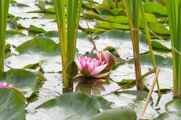 Den rosa näckros — Stockfoto