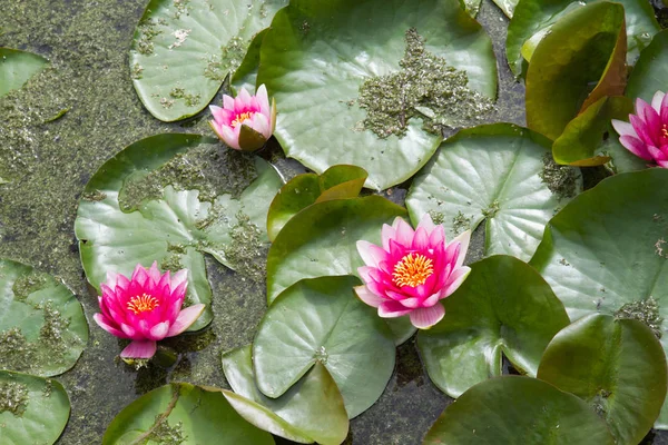 The Pink Waterlily — Stock Photo, Image