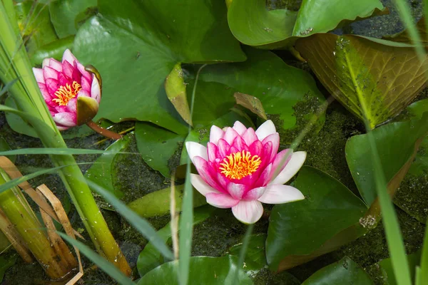 The Pink Waterlily — Stock Photo, Image