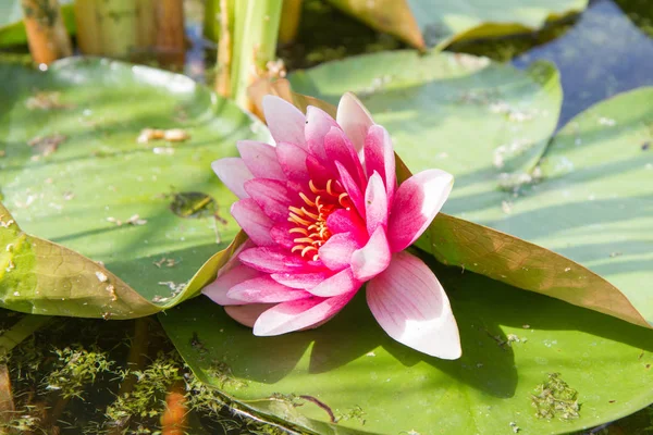 The Pink Waterlily — Stock Photo, Image