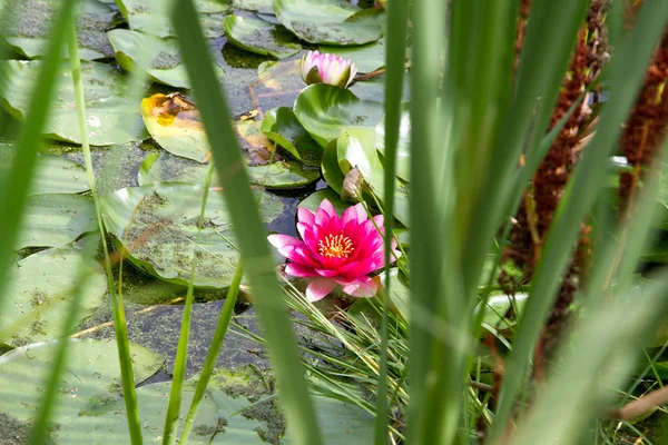 De roze Waterlily — Stockfoto