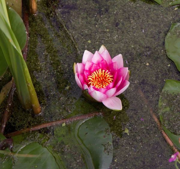 Pembe nilüfer — Stok fotoğraf