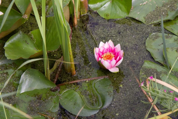 Le nénuphar rose — Photo