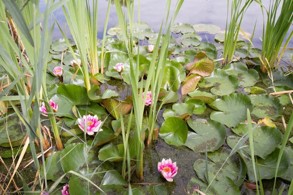 Le nénuphar rose — Photo