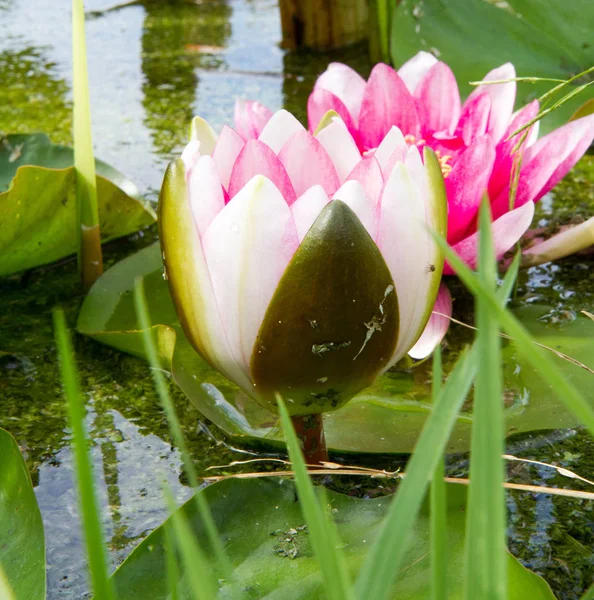 The Pink Waterlily — Stock Photo, Image