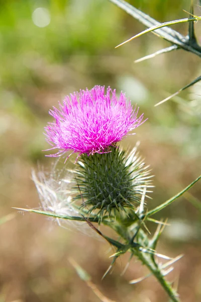 Una flor de cardo — Foto de Stock