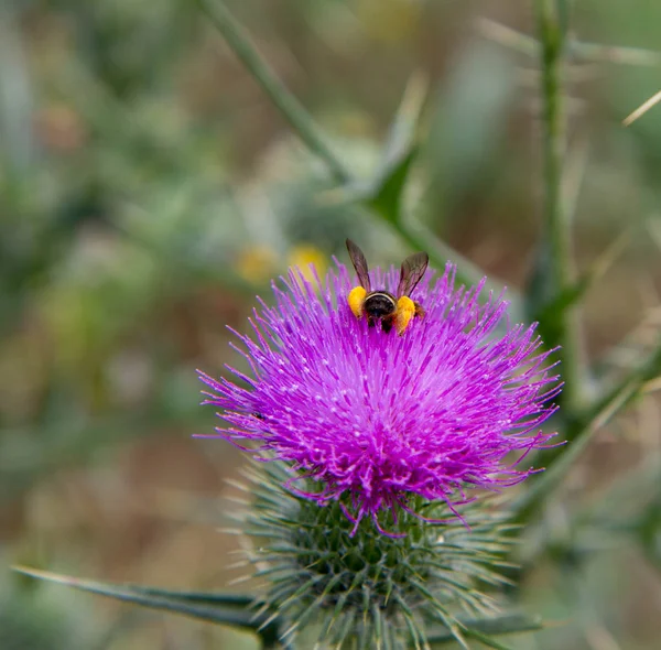 Eine Honigbiene — Stockfoto