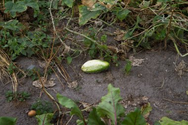 Bazı salatalık büyüyen 