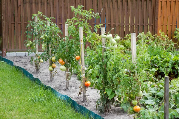 Tomates em um jardim — Fotografia de Stock
